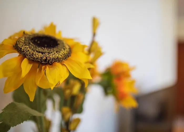 Haus Flora - * كوتشيم